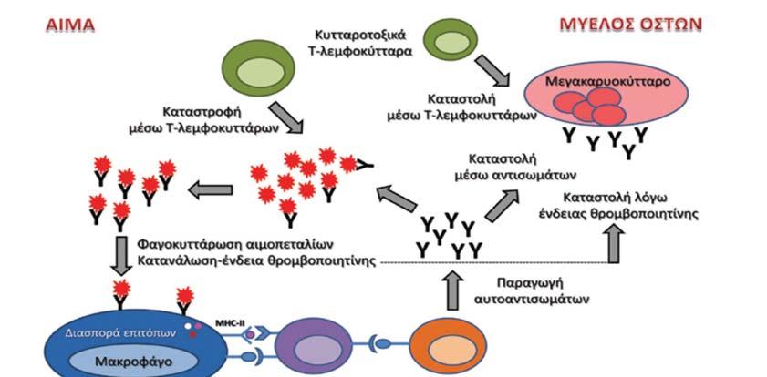 284 ΜΕΡΟΣ IΙ Παθοφυσιολογία Αιματολογικών Διαταραχών ΣΧΗΜΑ 13-7 Παθοφυσιολογικός μηχανισμός αυτοάνοσης θρομβοπενίας.