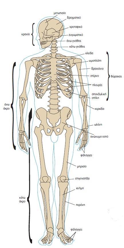 5.4: Το μυοσκελετικό σύστημα του ανθρώπου 1.