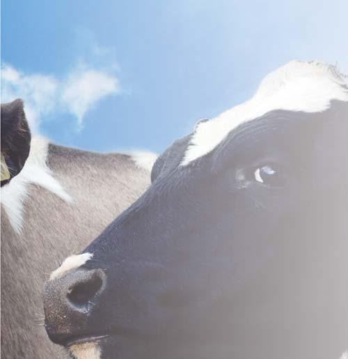 6 4ODOLNOSŤ NA MYŠI, HMYZ, HUBY, PLESNE Polyuretánové dosky TEHRMANO AGRO, na rozdiel od ostatných