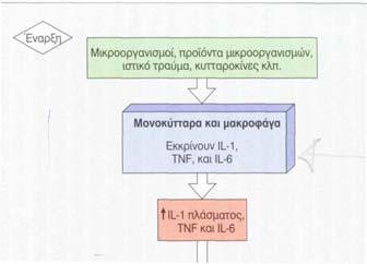 αντισωμάτων, μείωση της δραστηριότητας των Τ-βοηθητικών (CD4+) και Τ- κυτταροτοξικών (CD8+) κυττάρων και ακόμη ελαττώνει τον πυρετό που προκαλείται στη λοίμωξη.