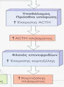 Η ενδογενής έκκριση κορτιζόλης κατά τη διάρκεια εντασιογόνων καταστάσεων, υπό φυσιολογικές συνθήκες, επιφέρει σε κάποιο βαθμό τις παραπάνω δράσεις, προστατεύοντας έτσι τον οργανισμό από πιθανή βλάβη