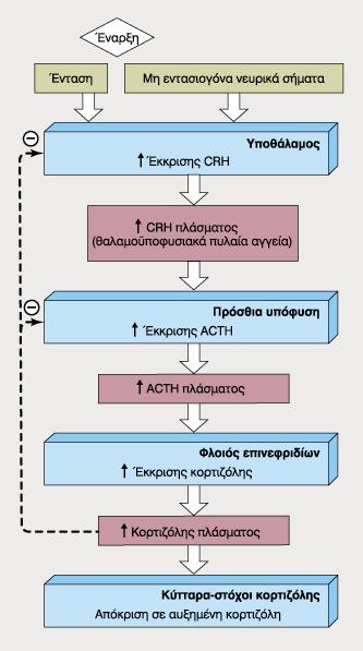 καταστάσεις, στη ρύθμιση του ανοσοποιητικού συστήματος και σε άλλες σημαντικές λειτουργίες του ανθρώπινου οργανισμού.