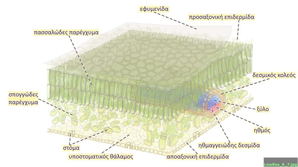 Τρισδιάστατη απεικόνιση ενός