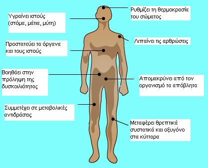 σημαντικό να σημειωθεί ότι τα υπερβολικά ποσά πρόσληψης μπορούν να είναι απειλητικά για τη ζωή. 1.1.2. Λειτουργίες στον οργανισμό Το νερό διαδραματίζει πολλούς ρόλους μέσα στο σώμα.