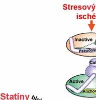 Ďalej sa zistilo, že statíny vďaka antioxidačným, protizápalovým účinkom stabilizujú aterosklerotické plaky a majú tiež vplyv na diabetes mellitus a vznik zlomenín kostí.