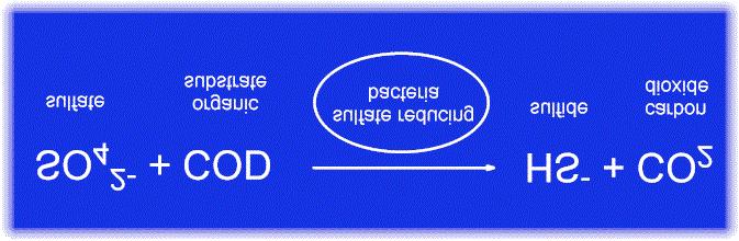 Βασικά στοιχεία της διεργασίας Οργανισμοί Όχλησης Είναι τα βακτήρια αναγωγής των θειικών Αποτελέσουν πρόβλημα όταν τα υγρά απόβλητα περιέχουν σημαντικές