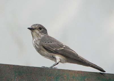 , precum şi 4 specii de lilieci - Myotis daubentonii (liliacul de apă), Vespertilio murinus (liliacul bicolor), Nyctalus noctula (liliacul