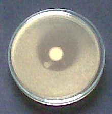aureus Lb.