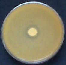 Lactococcus