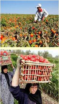 ( 45 كجم خامس