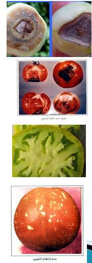 والثمار