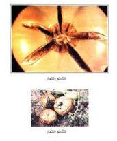 لفحة
