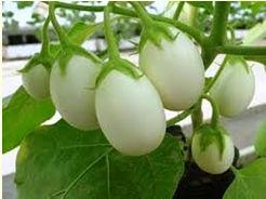 ( 48 72 وحدة أكسيد البوتاسيوم تضاف