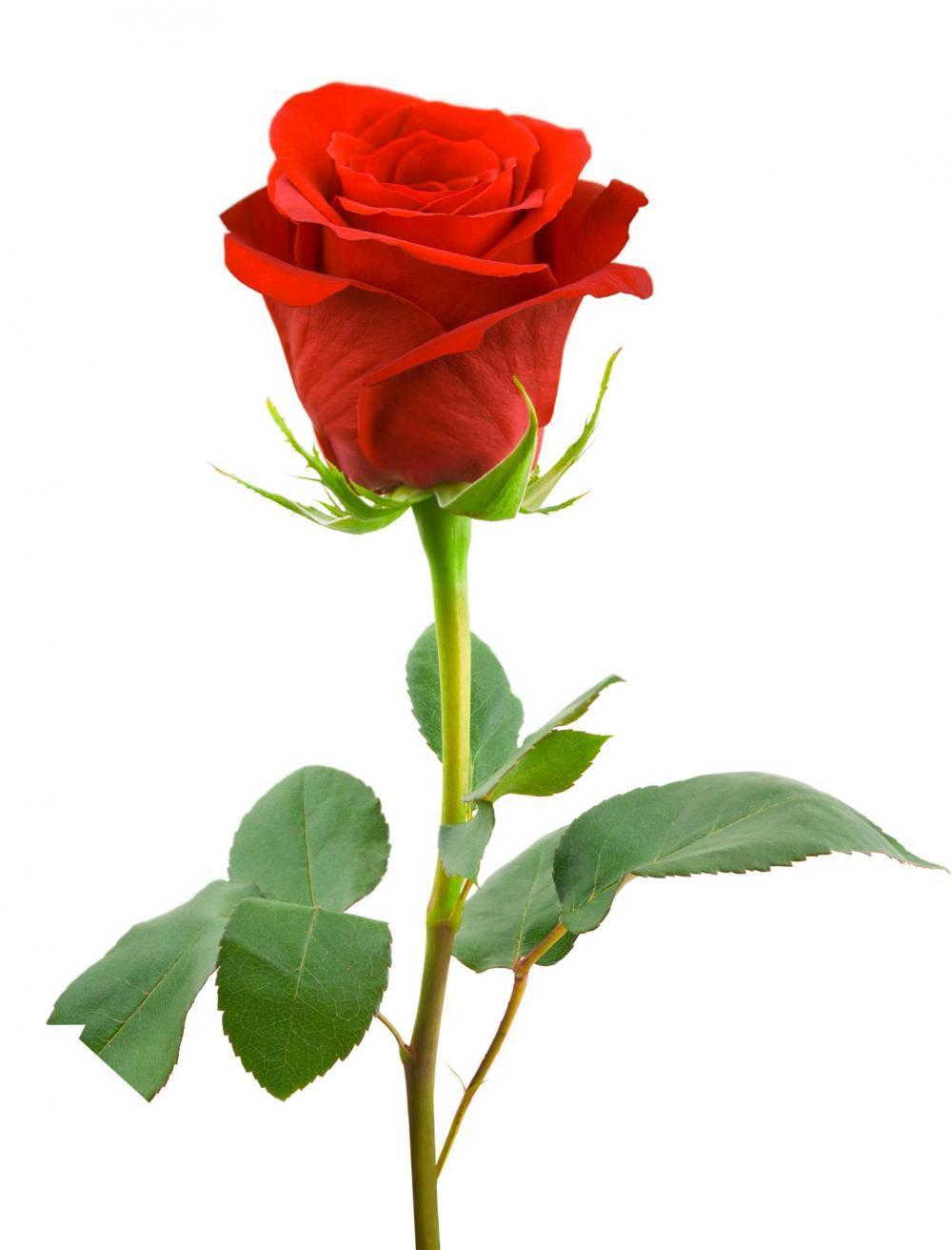 14.február Deň všetkých zamilovaných Všetci dobre vieme, že sv. Valentín bol patrónom všetkých zaľúbených, ktorý zomrel pre tajné sobáše.