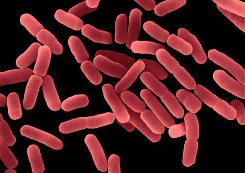 Το γένος Bacillus: βακτήρια με σχήμα