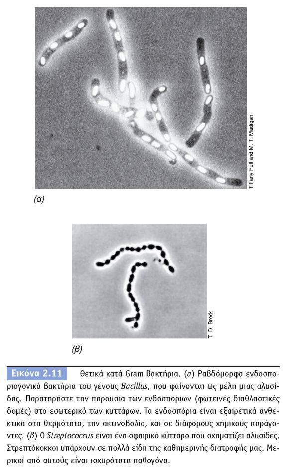Ραβδόμορφα ενδοσπορογονικά βακτήρια του γένους Bacillus