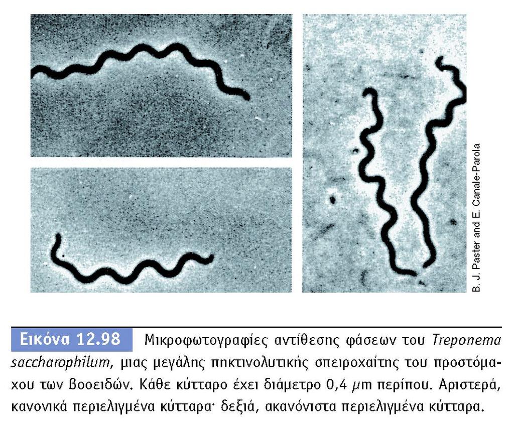 BIOΛOΓIA TΩN MIKPOOPΓANIΣMΩN