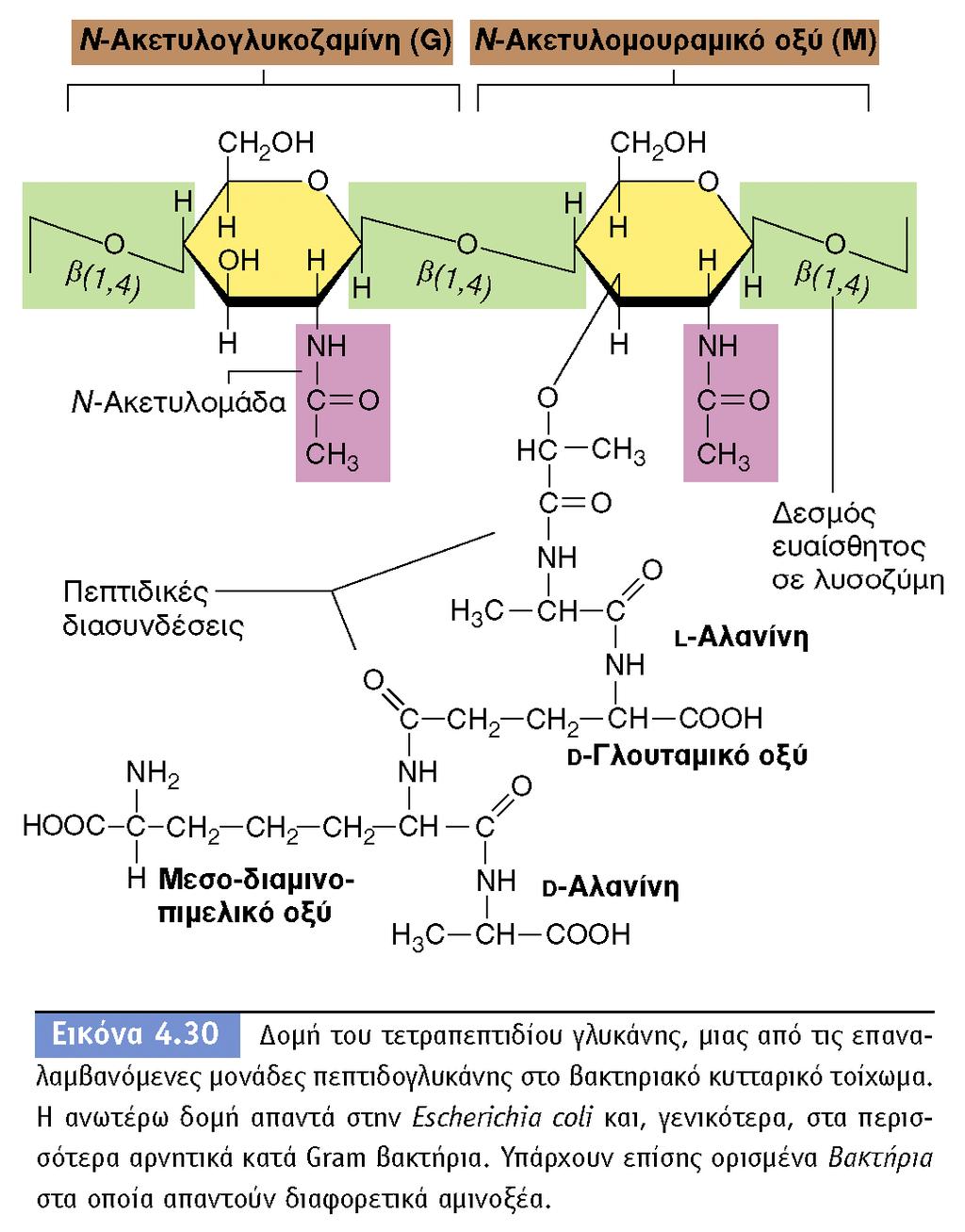 BIOΛOΓIA TΩN MIKPOOPΓANIΣMΩN ΠANEΠIΣTHMIAKEΣ EKΔOΣEIΣ KPHTHΣ Πεπτιδογλυκάνη: το βασικό μόριο του κυτταρικού τοιχώματος των βακτηρίων 25 Είναι πολυμερές και