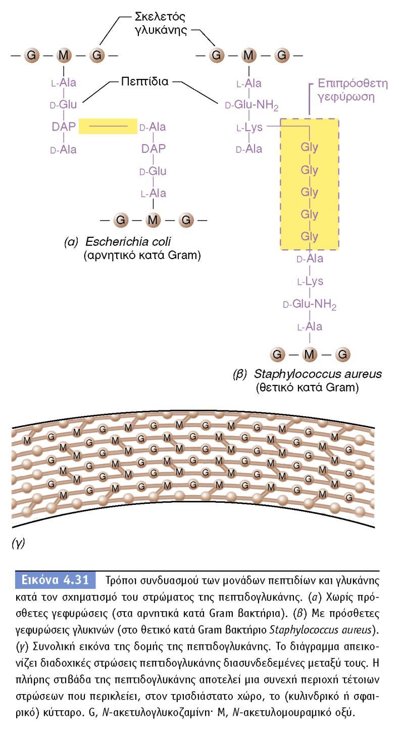 BIOΛOΓIA TΩN MIKPOOPΓANIΣMΩN ΠANEΠIΣTHMIAKEΣ EKΔOΣEIΣ KPHTHΣ 26 Τα περισσότερα βακτήρια έχουν κυτταρικό τοίχωμα που αποτελείται από L-αλανίνη, D-αλανίνη, D-