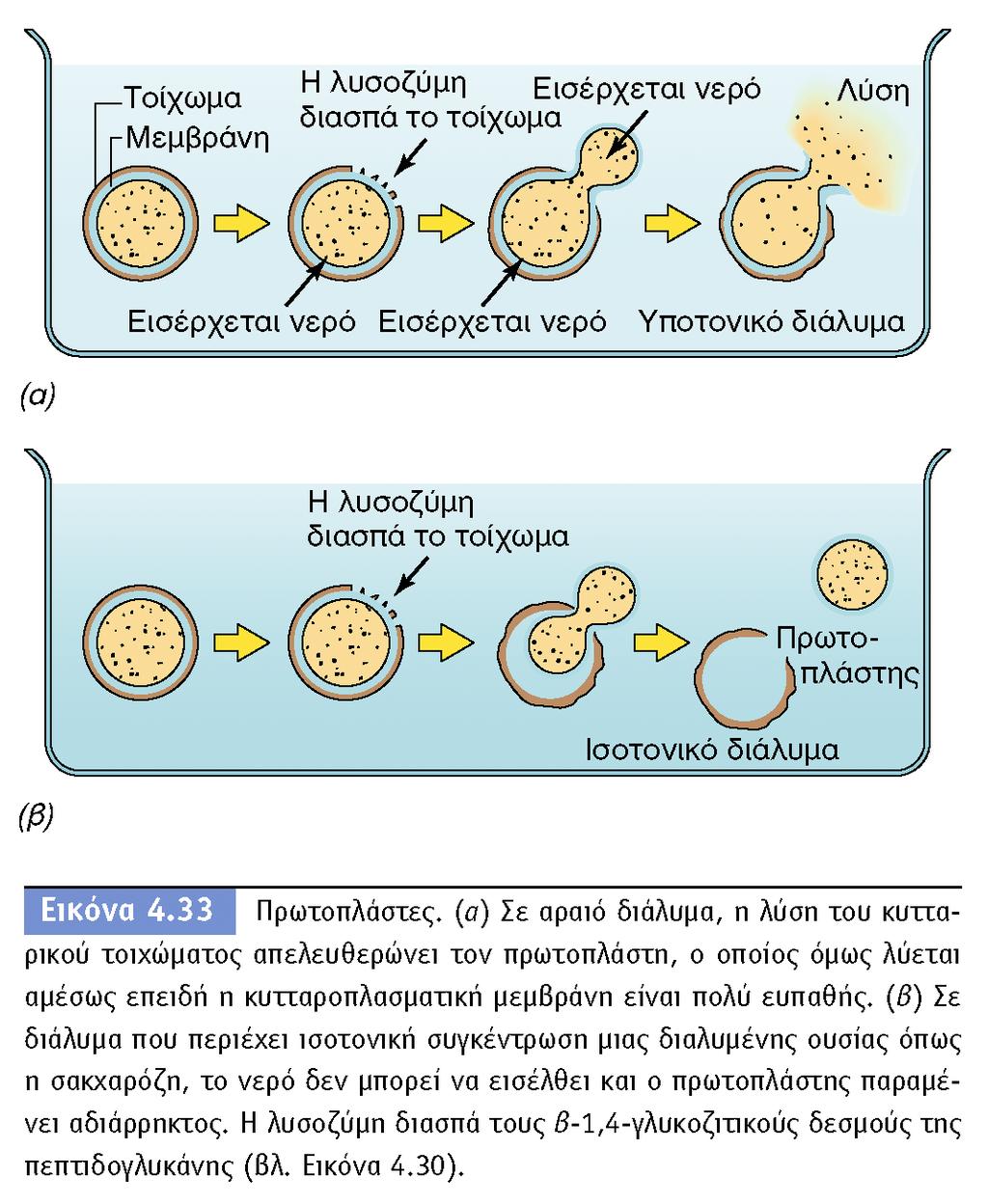 BIOΛOΓIA TΩN MIKPOOPΓANIΣMΩN ΠANEΠIΣTHMIAKEΣ EKΔOΣEIΣ KPHTHΣ Το ένζυμο λυσοζύμη (βρίσκεται στο σάλιο και στα δάκρυα) διασπά την πεπτιδογλυκάνη και λύει το κύτταρο.