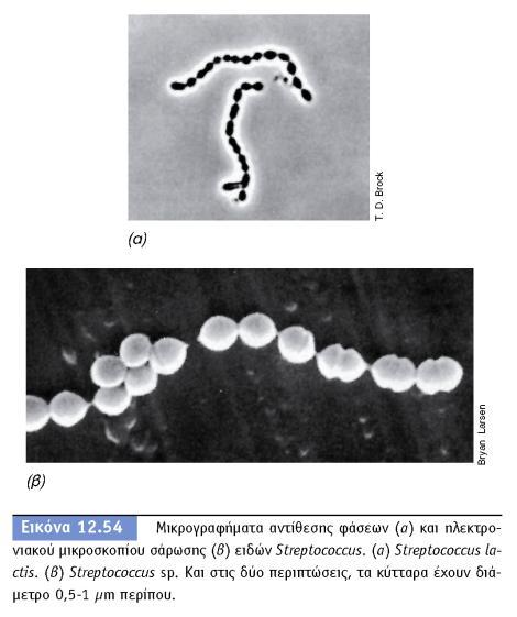 παραδείγματα gram θετικών 31 gram θετικοί κόκκοι Staphylococcus Streptococcus Enterococcus gram θετικά που σχηματίζουν ενδοσπόρια Bacillus