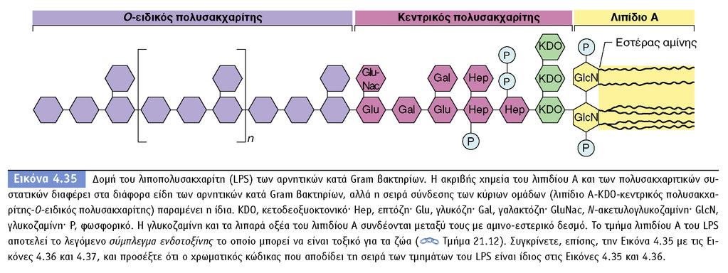 BIOΛOΓIA TΩN MIKPOOPΓANIΣMΩN ΠANEΠIΣTHMIAKEΣ EKΔOΣEIΣ KPHTHΣ Δομή του λιποπολυσακχαρίτη (LPS).