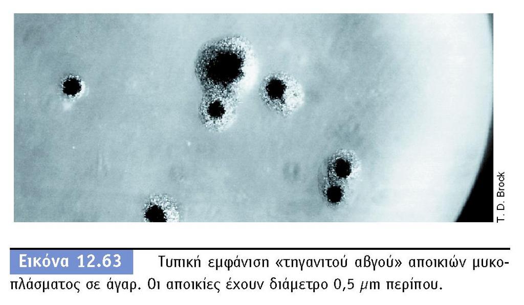 42 Mycoplasmas (mollicutes):οι μικρότεροι οργανισμοί που ζουν ελεύθερα (όχι παρασιτικά όπως οι ιοί) Πάνω από 150 είδη Παθογόνα του αναπνευστικού και