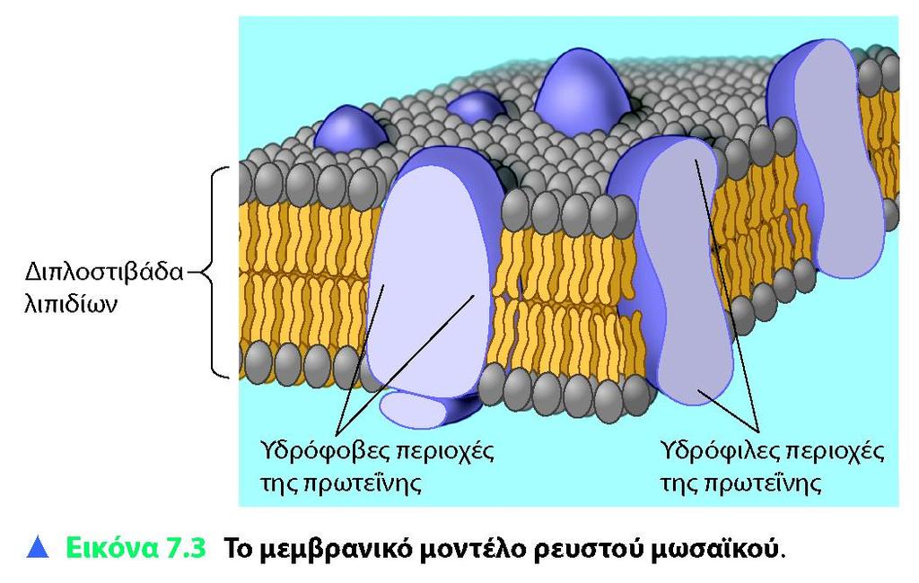 9.Κυτταροπλασματική μεμβράνη Μοντέλο ρευστού μωσαικού: ένα
