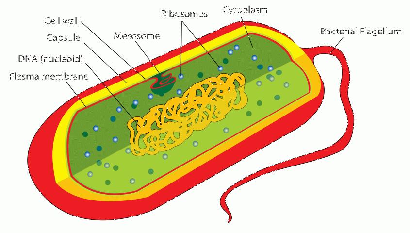 Μεσοσώματα Αναδιπλώσεις (εγκολπώσεις) της κυτταρικής
