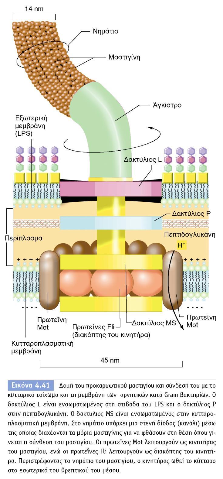 BIOΛOΓIA TΩN MIKPOOPΓANIΣMΩN ΠANEΠIΣTHMIAKEΣ EKΔOΣEIΣ KPHTHΣ 49 Τα βακτηριακά μαστίγια αποτελούνται από την πρωτείνη μαστιγίνη (ή φλαγγελίνη (flagellin).