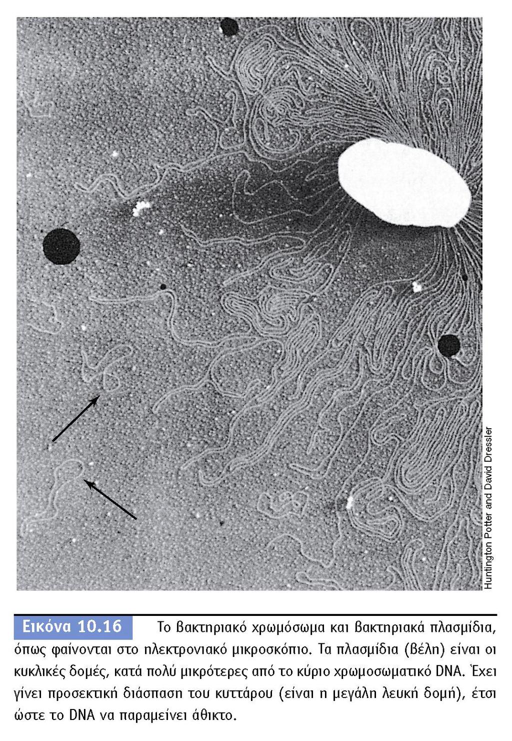 BIOΛOΓIA TΩN MIKPOOPΓANIΣMΩN ΠANEΠIΣTHMIAKEΣ EKΔOΣEIΣ KPHTHΣ 54 Βακτηριακό χρωμόσωμα Πλασμίδια: κυκλικά
