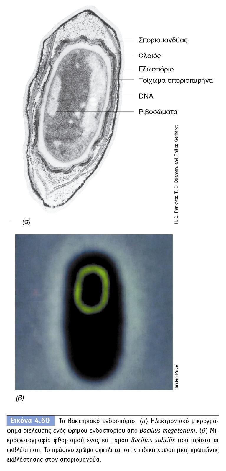 BIOΛOΓIA TΩN MIKPOOPΓANIΣMΩN ΠANEΠIΣTHMIAKEΣ EKΔOΣEIΣ KPHTHΣ 58