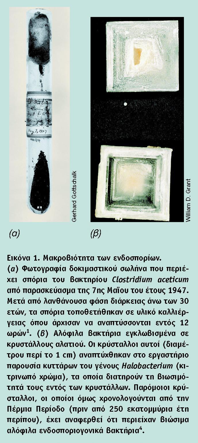 BIOΛOΓIA TΩN MIKPOOPΓANIΣMΩN ΠANEΠIΣTHMIAKEΣ EKΔOΣEIΣ KPHTHΣ 59 Μακροβιότητα των Ενδοσπορίων Πολλά πειράματα έχουν δείξει ότι τα σπόρια