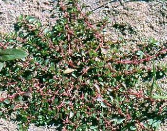 girdimas tetervinų burbuliavimas, o mišką supančiose įvairaus drėgnumo pievose gyvena grieţlės, švygţdos, putpelės, medţioja pievinės lingės.