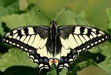 Machaonas (Papilio machaon) ŠEIMA SKLANDŪNAI (PAPILIONIDAE) BŪRYS DRUGIAI (LEPIDOPTERA) Paplitimas. Europoje, Šiaurės Afrikoje, vidutinių platumų ir Azijos paatogrąţių rajonuose, Šiaurės Amerikoje.