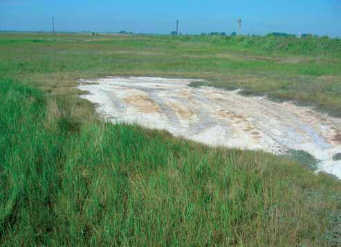 Monitoring karbonátových substrátoch (černozeme a čiernice karbonátové, rendziny), pozri tabuľku 1 (príloha, s. 39).