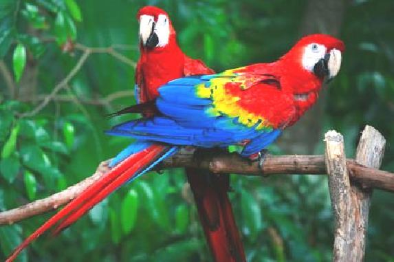 Το μόνο που διαταράσσει την ησυχία της ζούγκλας είναι οι τσακωμοί των παπαγάλων macao, οι έρωτες των love birds και τα κρωξίματα των λογής λογής εξωτικών πουλιών.