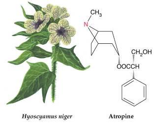 Atropa
