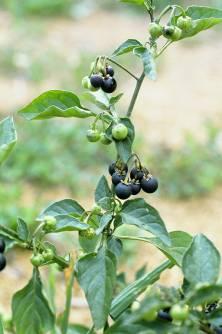 (Solanaceae) je