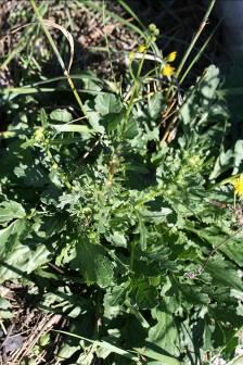 in Boraginaceae vsebujejo pirolizodinske