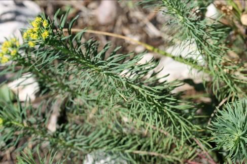 Vse vrste mlečkov (Euphorbia) vsebujejo