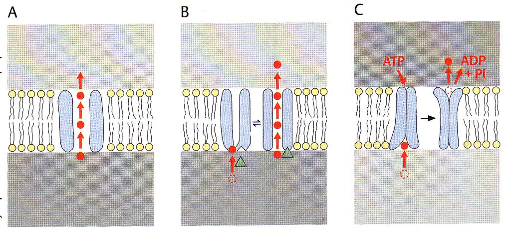 Osmoza (A,B) in