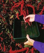 6: Ručný zber semien láskavca Amaranthus cruenthus Obr. 7: Pestovanie láskavca na semeno Častou námietkou proti pestovaniu láskavca ako energetickej plodiny je prirodzené vypadávanie semien.