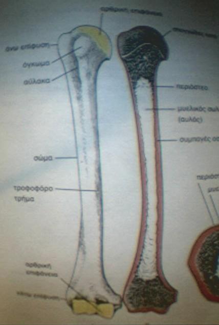 Μορφολογία των οστών. 1.