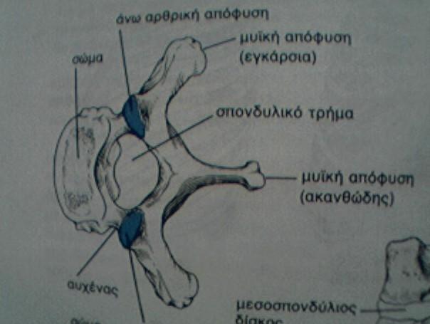 Β) Η σπονδυλική στήλη (Σ.Σ). Κοινά γνωρίσματα των σπονδύλων: 1.