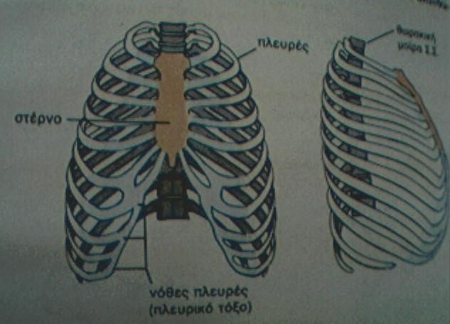 Γ) Ο σκελετός του θώρακα.