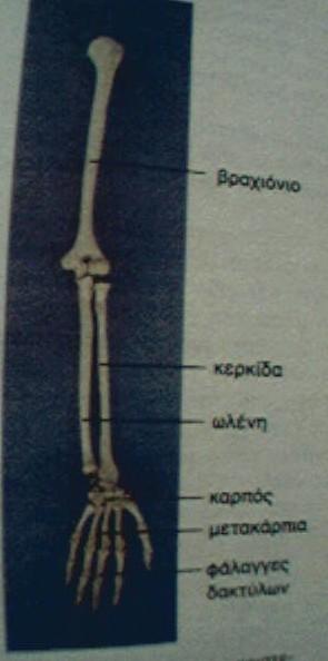 Ο σκελετός των άνω ακρών 2) Από τον σκελετό του βραχίονα.