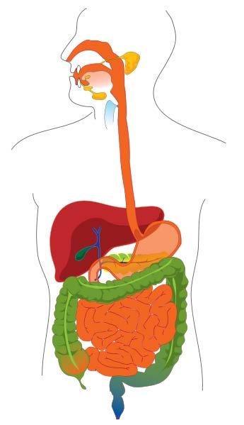 GLP-1 and GIP are secreted from the intestine in response to meal ingestion 1 Food Secretory response of GLP-1 to a meal. Healthy subjects.