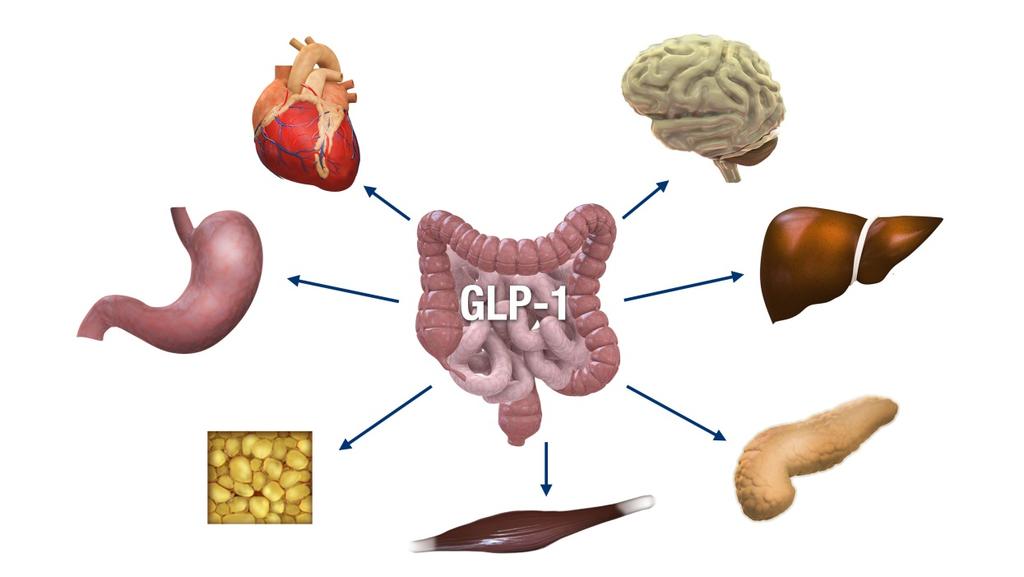 Native GLP-1 has multiple effects CV protective effects and improved cardiac function Satiety Appetite GLP-1 effect on pancreas: Gastric emptying Acid secretion Glucose up-take Glucose production