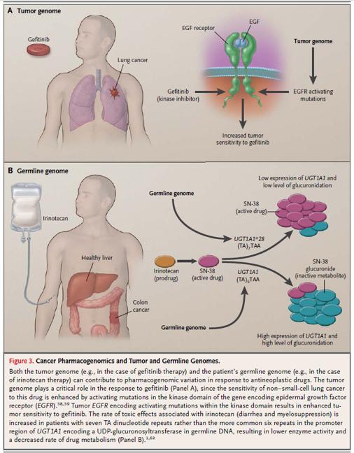 Pharmacokinetics; PK Relevant knowledge for pharmacy disciplines